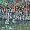 Oysters on Mangroves